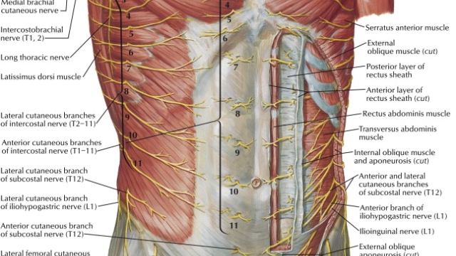 Tummy Tuck: Sculpting Your Midsection