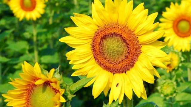 Blooming Together: The Perfect Companion Plants for Calendula