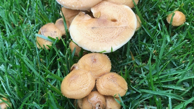 The Fungal Frontier: Uncover the Secrets of Mushroom Growing!