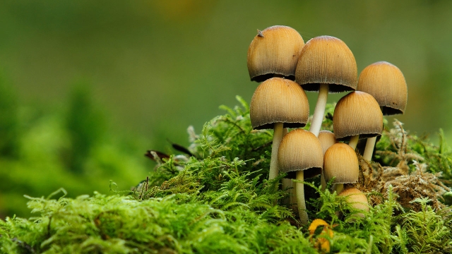 The Fungal Fun: 10 Steps to Successful Mushroom Growing