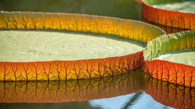 Introduction to Tissue Culture Solutions What They Are and Why They’re Important
