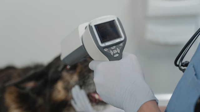 Trends in Premium Pet Nutrition