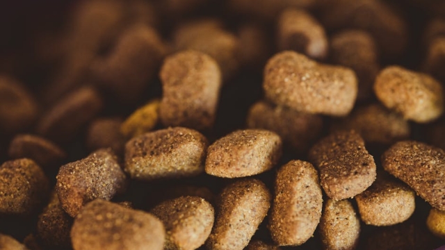 Understanding Joint Health in Dogs